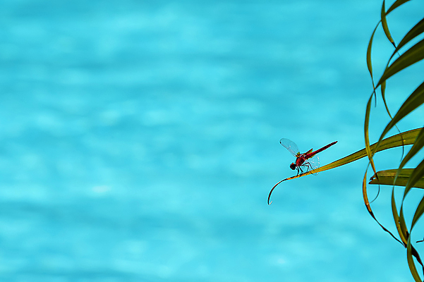 포토 JPG 해외이미지 식물 동물 아시아 야생동물 곤충 백그라운드 잎 날개 태국 동양인 사람없음 야외 빨간색 초록색 물 여름 파란색 컬러풀 뷰티 환경 용 신선 투명 벌레 잠자리 묘사 진홍색 루비 스리랑카 해외포토 자연요소 계절 나라 컬러 인종 보석 파일형식 이미지허브