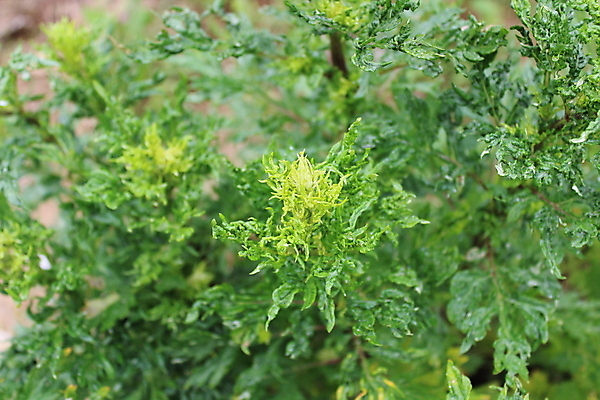포토 JPG 해외이미지 백그라운드 잎 건강 사람없음 정원 허브 해외포토 식물 파일형식 이미지허브