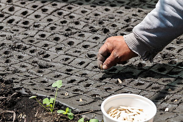 포토 JPG 해외이미지 식물 전통 남자 문화 지구 잎 밭 농업 자연 아침 씨앗 사람 풍경 사람없음 여름 농작물 농장 새싹 일출 환경 정원 흙 봄 수확 성장 시골 신선 작업 농부 유기농 원예 질감 조경 먼지 장면 땅바닥 모종 묘목 밭일 해외포토 주간 나무 직업 웰빙 계절 산업 바닥 취미 노을 생태계 파일형식 이미지허브