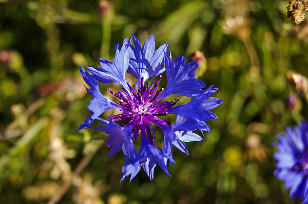 포토 JPG 해외이미지 꽃 꽃무늬 자연 사람없음 야외 가로 파란색 정원 들꽃 시골 내추럴 수레국화 해외포토 식물 컬러 무늬 생태계 파일형식 이미지허브