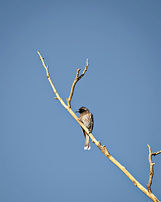 포토 JPG 해외이미지 나무 동물 아시아 야생동물 백그라운드 자연 조류 하늘 3 동양인 사람없음 빨간색 파란색 컬러풀 갈색 머리 검은색 흰색 나뭇가지 그룹 보호 깃털 부리 해외포토 식물 나라 컬러 컨셉 인종 신체부위 생태계 파일형식 이미지허브