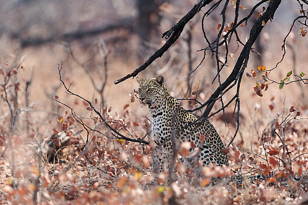 포토 JPG 해외이미지 나무 동물 1 응시 얼굴 야생동물 포유류 아프리카 자연 털 사람없음 야외 가로 고양이 사막 점 황무지 위험 큼 사파리 사냥 육식동물 위치 사냥꾼 표범 남쪽 내추럴 나미비아 남아프리카 보츠와나 웅장함 이국적 칼라하리 포식 힘찬 해외포토 식물 직업 시선 나라 컨셉 신체부위 반려동물 크기 방향 생태계 파일형식 이미지허브