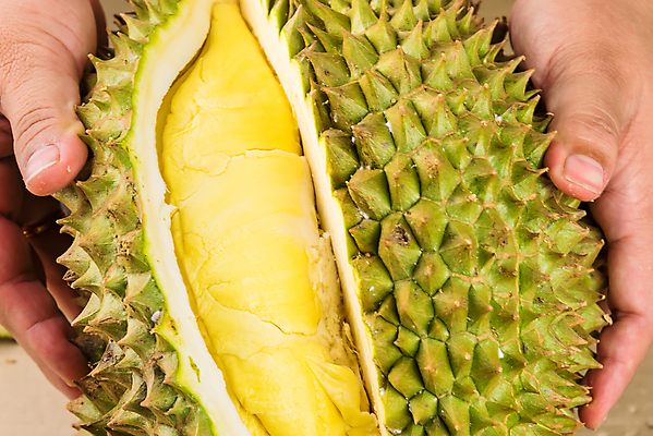 포토 JPG 해외이미지 스튜디오촬영 아시아 음식 백그라운드 농업 과일 재료 태국 자연 건강 동양인 사람없음 초록색 컬러풀 노란색 흰색 신선 가시 시장 달콤 맛 흰배경 유기농 날것 냄새 날카로움 동쪽 스파이크 건강식 남쪽 내추럴 고립 숙성 식용 이국적 해외포토 웰빙 나라 산업 컬러 컨셉 실내 인종 방향 생태계 파일형식 이미지허브