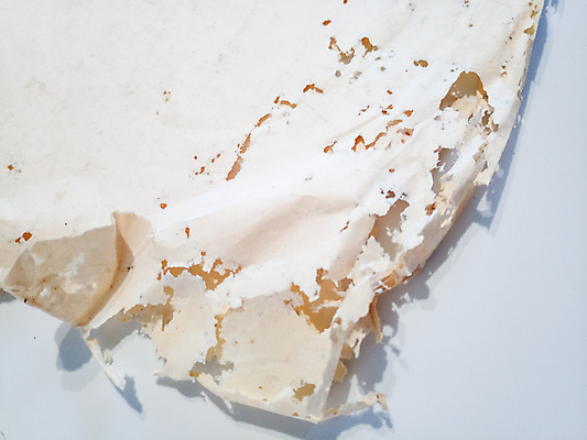 포토 JPG 해외이미지 동물 1 옷 종이 야생동물 곤충 백그라운드 절지류 생물 주택 안테나 사람없음 책 가로 카펫 회색 흰색 닫기 해충 벌레 은색 작음 자르기 꼬리 옛날 접착제 해외포토 컬러 통신 모션 건물 풀_접착제 크기 파일형식 이미지허브