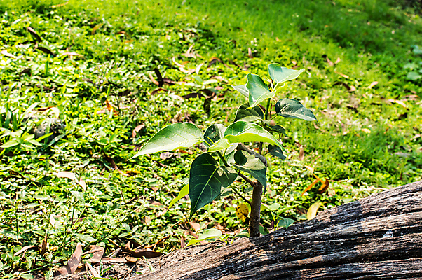 포토 JPG 해외이미지 나무 식물 계절 꽃잎 백그라운드 단풍 잎 자연 아침 사람없음 야외 초록색 여름 햇빛 태양 환경 성장 벚꽃 가을 농촌 신선 숲 환경보전 모종 보호구역 삼림지대 카피스페이스 해외포토 주간 자연요소 꽃 컬러 공백 시골 사회이슈 생태계 구역 파일형식 이미지허브