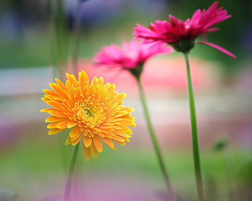 포토 JPG 해외이미지 식물 계절 꽃잎 꽃 줄기 분홍색 꽃다발 백그라운드 꽃무늬 오렌지 자연 국화 발렌타인데이 선물 사랑 사람없음 장식 빨간색 초록색 여름 컬러풀 뷰티 노란색 정원 봄 활발 성장 벚꽃 축하 신선 데이지 꽃가루 거베라 내추럴 엘리먼트 해외포토 감정 컬러 컨셉 무늬 과일 데이이벤트 가루 생태계 파일형식 이미지허브