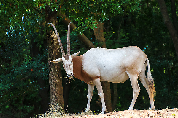 포토 JPG 해외이미지 동물 공원 야생동물 포유류 아프리카 자연 뿔 동물원 성인 사람없음 사막 흰색 닫기 방목 영양 멸종 사하라 해외포토 공공시설 나라 컬러 모션 사람 축산업 생태계 파일형식 이미지허브