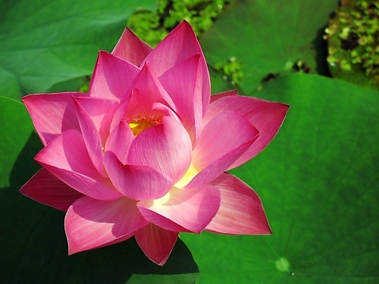 포토 JPG 해외이미지 꽃 줄기 불교 연꽃 그림자 사람없음 물 햇빛 태양 뷰티 보라색 연못 오픈 백합 심볼 순수 신성 진흙 꽃수술 해외포토 자연요소 식물 종교 컬러 컨셉 파일형식 이미지허브