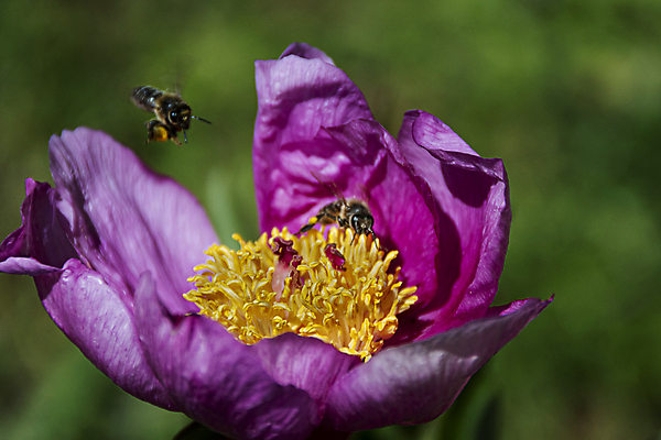포토 JPG 해외이미지 꽃 양파 사람없음 장미 어둠 튤립 화려 백합 벌 양동이 꿀 무료 혼자 해외포토 식물 곤충 컨셉 채소 파일형식 이미지허브