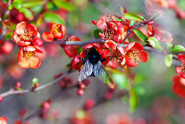 포토 JPG 해외이미지 나무 식물 꽃 야생동물 분홍색 곤충 백그라운드 날개 자연 사람없음 빨간색 초록색 여름 햇빛 정원 맑음 봄 벚꽃 개화 사과 수분 벌 꽃가루 꿀 내추럴 호박벌 해외포토 동물 계절 컬러 과일 날씨 태양 벌_곤충 가루 생태계 파일형식 이미지허브