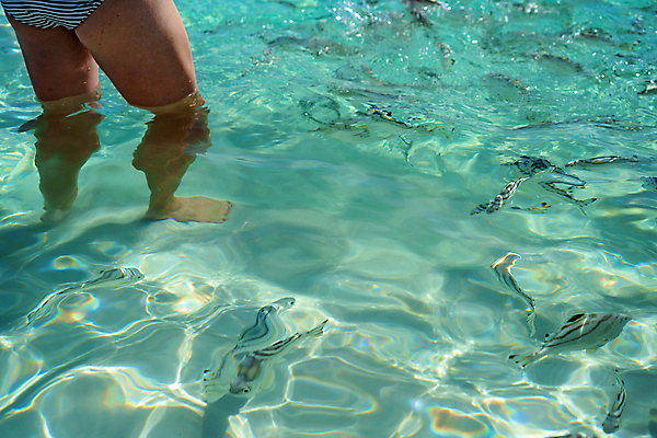 포토 JPG 해외이미지 모래 바다 섬 여행 백그라운드 자연 휴가 휴식 어류 사람없음 물 파란색 태양 흰색 호주 큼 태평양 암초 천국 멀리 내추럴 수유 실리콘 주입구 파라다이스 수평선 해외포토 자연요소 컬러 컨셉 수중동물 오세아니아 크기 생태계 파일형식 이미지허브