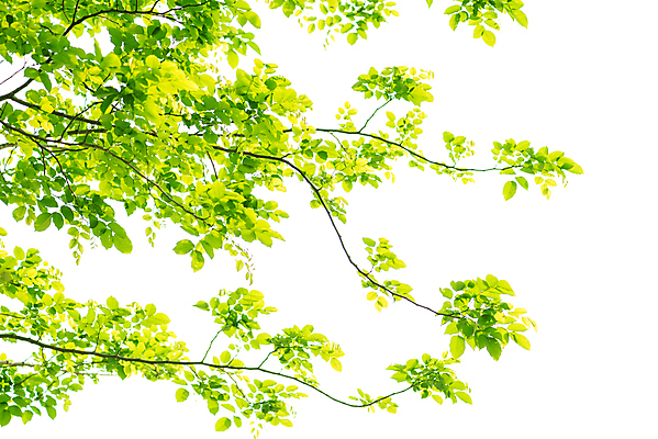 포토 JPG 해외이미지 나무 잎 자연 사람없음 야외 봄 나뭇가지 해외포토 식물 계절 생태계 파일형식 이미지허브