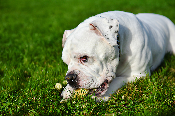 포토 JPG 해외이미지 주간 공원 행복 음식 뼈 옥수수 사람없음 야외 반려동물 봄 개 맛 강아지 보호 먹기 새장 불독 해외포토 자연요소 동물 계절 공공시설 감정 컨셉 포유류 모션 곡류 케이지 파일형식 이미지허브