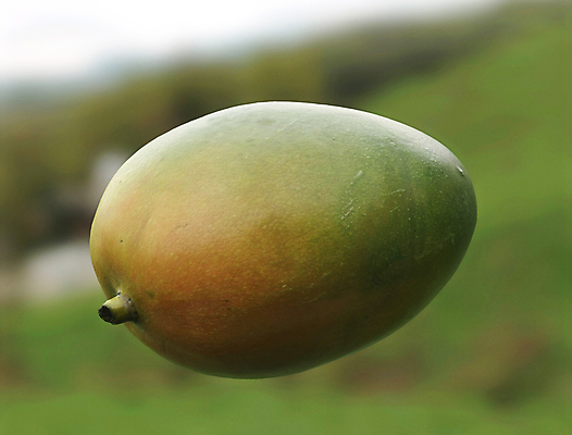 포토 JPG 해외이미지 1 라이프스타일 계절 음식 백그라운드 농업 다이어트 오렌지 과일 재료 자연 디저트 건강 사람없음 초록색 컬러풀 농장 노란색 주스 수확 흰색 신선 시장 달콤 맛 먹기 오브젝트 싱글 유기농 날것 망고 내추럴 고립 숙성 채식주의자 해외포토 웰빙 산업 음료 컬러 컨셉 모션 생활 열대과일 생태계 채식 파일형식 이미지허브