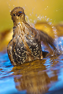 포토 JPG 해외이미지 동물 유럽 음료 야생동물 자연 조류 사람없음 초록색 물 환경 목욕 젖음 다양 연못 스페인 보호 숲 갈증 깃털 생태계 생물학 부리 서식지 동물상 무료 보호구역 생태학 해외포토 자연요소 교육 나라 컬러 다수 컨셉 조형물 청결 구역 파일형식 이미지허브