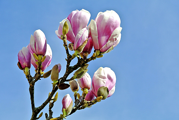 포토 JPG 해외이미지 주간 사람없음 야외 봄 목련 해외포토 자연요소 계절 꽃 파일형식 이미지허브