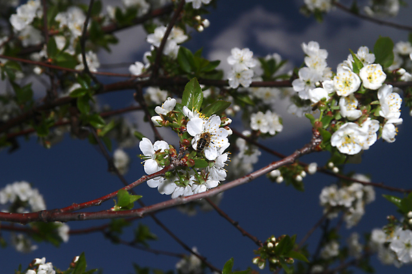 포토 JPG 해외이미지 나무 식물 동물 계절 꽃잎 꽃 곤충 백그라운드 잎 꽃무늬 과일 자연 사람없음 초록색 파란색 빛 뷰티 노란색 우주 정원 봄 모임 벚꽃 흰색 신선 업무 체리 닫기 벌레 사과 수분 묘사 꽃가루 꿀 내추럴 해외포토 컬러 무늬 모션 작업 가루 생태계 파일형식 이미지허브