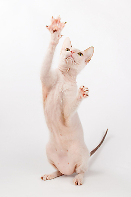 포토 JPG 해외이미지 한마리 실내 서기 사람없음 반려동물 손들기 귀여움 고양이 흰배경 스핑크스고양이 반려묘 해외포토 동물 1 백그라운드 컨셉 포유류 모션 내부 흰색 파일형식 이미지허브