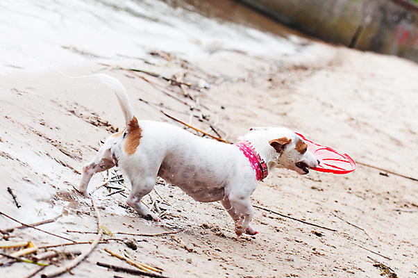 포토 JPG 해외이미지 행복 바다 사람없음 야외 물 반려동물 장난감 운동 태양 봄 개 테리어 잭러셀테리어 해외포토 자연요소 동물 계절 감정 포유류 건강 파일형식 이미지허브