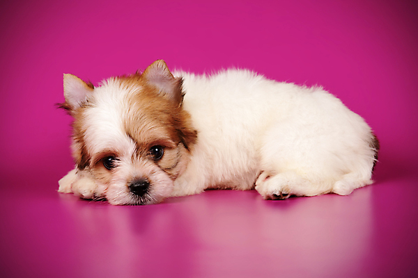 포토 JPG 해외이미지 동물 1 행복 새끼 백그라운드 새로움 털 미소 사람없음 빨간색 반려동물 귀여움 검은색 거울 흰색 개 달콤 강아지 작음 요크셔테리어 테리어 활 솜털 송곳니 기르기 비버 삼색 해외포토 감정 컬러 컨셉 포유류 표정 맛 치아 크기 돌봄 파일형식 이미지허브