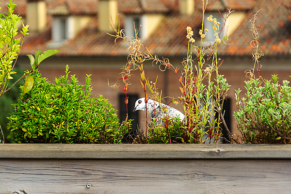 포토 JPG 해외이미지 식물 꽃 유럽 야생동물 여행 백그라운드 꽃무늬 건축양식 자연 벽지 주택 앉기 사람없음 건물 장식 가로 초록색 태양 머리 정원 흰색 역사 옥상 타일 깃털 만족 원예 비둘기 타운 내추럴 옛날 해외포토 자연요소 동물 건축물 건축 감정 나라 컬러 무늬 모션 조류 취미 신체부위 도시 생태계 파일형식 이미지허브