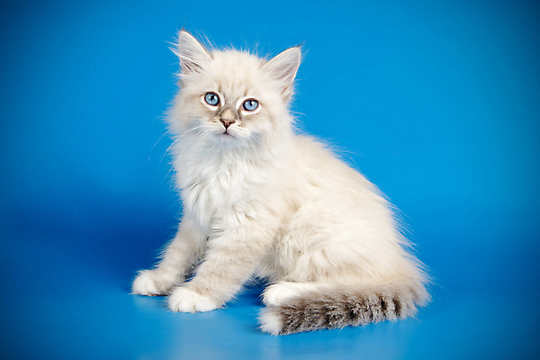 포토 JPG 해외이미지 한마리 사람없음 파란색 반려동물 고양이 네바마스커레이드 해외포토 동물 1 컬러 포유류 파일형식 이미지허브