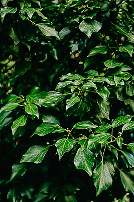포토 JPG 해외이미지 백그라운드 잎 자연 사람없음 초록색 해외포토 식물 컬러 생태계 파일형식 이미지허브