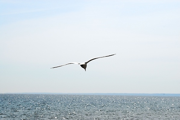 포토 JPG 해외이미지 동물 1 실루엣 호수 야생동물 바다 날개 자연 갈매기 조류 하늘 사람없음 야외 물 파란색 환경 펼침 자유 흰색 비행 깃털 싱글 내추럴 동물상 무료 해외포토 자연요소 컬러 컨셉 모션 촬영기법 조형물 생태계 파일형식 이미지허브