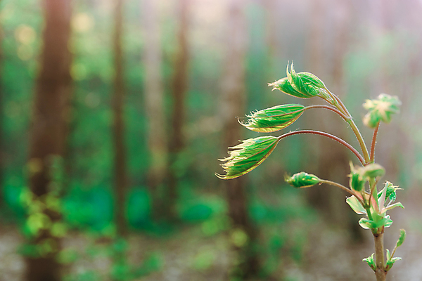 포토 JPG 해외이미지 식물 백그라운드 잎 자연 풍경 사람없음 야외 여름 햇빛 환경 봄 들꽃 성장 숲 에코 유기농 모종 바이오 삼림지대 생태학 카피스페이스 해외포토 웰빙 계절 교육 꽃 태양 공백 생태계 파일형식 이미지허브