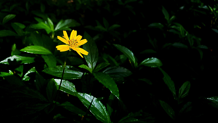 포토 JPG 해외이미지 식물 꽃잎 꽃 잎 꽃무늬 밭 자연 사람없음 야외 초록색 컬러풀 햇빛 뷰티 노란색 정원 놀람 봄 수확 벚꽃 신선 황금 닫기 데이지 싱가폴 땅바닥 해외포토 계절 감정 아시아 컬러 무늬 농업 모션 바닥 표정 태양 생태계 파일형식 이미지허브