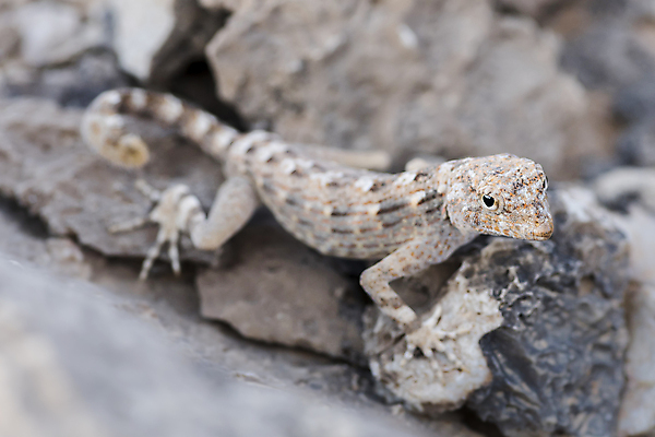 포토 JPG 해외이미지 동물 척추동물 1 응시 야생동물 스포츠 중동 파충류 자연 생물 산 건조 종류 이벤트 사람없음 반려동물 컬러풀 머리 사막 작음 피부 눈금 사냥 도마뱀 육식동물 암초 아라비아 내추럴 고립 이국적 해외포토 시선 나라 컬러 신체부위 크기 생태계 파일형식 이미지허브