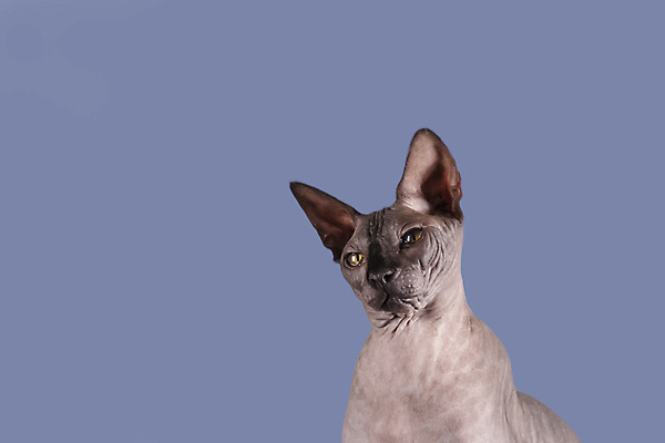포토 JPG 해외이미지 한마리 응시 실내 사람없음 반려동물 귀여움 고양이 파란배경 스핑크스고양이 반려묘 해외포토 동물 1 시선 백그라운드 컨셉 포유류 내부 파란색 파일형식 이미지허브