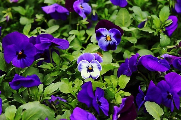 포토 JPG 해외이미지 식물 꽃 꽃무늬 자연 사람없음 정원 벚꽃 제비꽃 내추럴 비올라 해외포토 무늬 생태계 파일형식 찰현악기 이미지허브