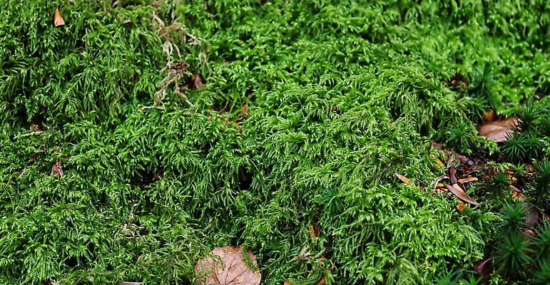 포토 JPG 해외이미지 나무 식물 디자인 공원 벽 백그라운드 잎 패턴 밭 농업 자연 표면 추상 이끼 사람없음 야외 초록색 정원 흙 성장 신선 습지 숲 묘사 원예 질감 내추럴 곰팡이 딜 땅바닥 양치류 해외포토 공공시설 산업 컬러 무늬 바닥 취미 생태계 파일형식 이미지허브