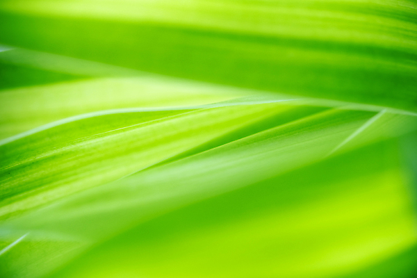 포토 JPG 해외이미지 나무 식물 계절 백그라운드 컨셉 잎 패턴 자연 벽지 추상 잔디 사람없음 초록색 빛 컬러풀 햇빛 태양 뷰티 우주 환경 정원 맑음 봄 성장 신선 숲 질감 보케 부드러움 내추럴 블러 생태학 지구의날 카피스페이스 그리너리 효과 해외포토 자연요소 교육 기념일 컬러 무늬 날씨 공백 감각 생태계 파일형식 트랜드컬러 이미지허브