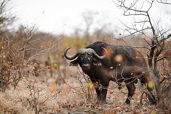 포토 JPG 해외이미지 동물 공원 여자 야생동물 곡선 포유류 가족 아프리카 자연 초식동물 생물 함께함 뿔 사람없음 야외 가로 머리 검은색 게임 소 군중 큼 방목 망토 사파리 황소 서식지 내추럴 남아프리카 동물상 찰과상 해외포토 공공시설 나라 선 컬러 컨셉 관계 놀이 사람 신체부위 조형물 축산업 상처 크기 생태계 파일형식 이미지허브