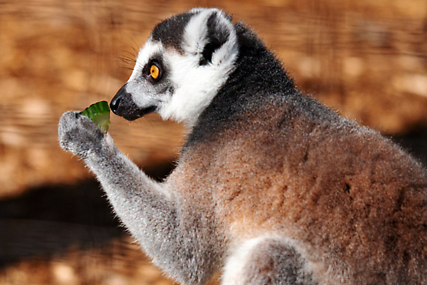 포토 JPG 해외이미지 나무 동물 야생동물 포유류 포옹 아프리카 자연 털 동물원 종류 사람없음 야외 귀여움 검은색 줄무늬 회색 흰색 원숭이 아기 반지 잠 모피 피부 코 꼬리 멸종 유인원 노려봄 경보 마다가스카르 여우원숭이 해외포토 식물 나라 컬러 컨셉 무늬 장신구 안기 표정 사람 신체부위 생태계 파일형식 이미지허브