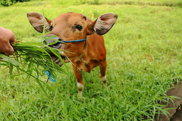 포토 JPG 해외이미지 동물 백인 손 남자 음식 밭 농업 포유류 자연 하늘 사람 성인 사람없음 야외 초록색 농장 농경지 갈색 마을 가축 목장 소고기 우유 시골 소 볏짚 농부 먹이 방목 먹기 송아지 외양간 밭일 수유 해외포토 서양인 직업 산업 새끼 컬러 모션 유제품 육류 신체부위 짚 축산업 생태계 파일형식 이미지허브