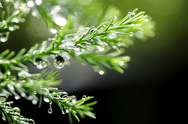 포토 JPG 해외이미지 식물 줄기 백그라운드 잎 밭 자연 아침 날씨 사람없음 장식 초록색 물 뷰티 반사 환경 정원 화목 봄 젖음 성장 물방울 신선 액체 닫기 떨어짐 이슬 순수 생물학 내추럴 생태학 해외포토 주간 자연요소 계절 교육 컬러 컨셉 농업 모션 생태계 파일형식 이미지허브