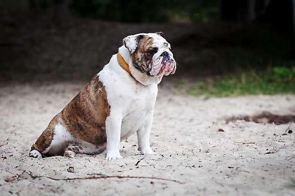 포토 JPG 해외이미지 주간 공원 남자 행복 휴식 따뜻함 앉기 사람없음 야외 반려동물 개 강아지 불독 해외포토 자연요소 동물 공공시설 감정 컨셉 포유류 모션 사람 파일형식 이미지허브