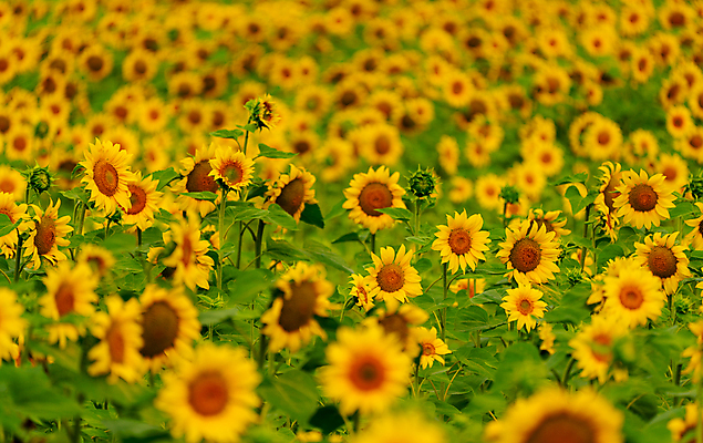 포토 JPG 해외이미지 주간 꽃밭 해바라기 사람없음 야외 해외포토 자연요소 꽃 파일형식 이미지허브