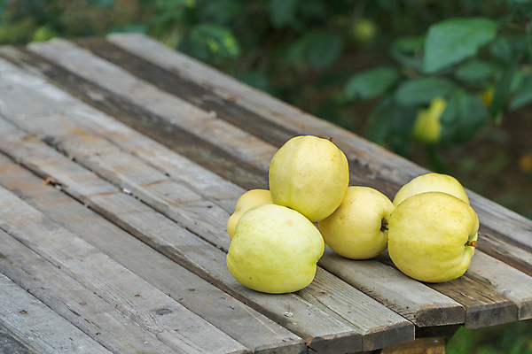 포토 JPG 해외이미지 나무 식물 계절 공원 음식 백그라운드 잎 농업 과일 자연 탁자 건강 사람없음 야외 목재 빨간색 초록색 농작물 햇빛 농장 정원 맑음 수확 성장 신선 사과 과수원 유기농 원예 내추럴 거짓말 밭일 숙성 해외포토 웰빙 공공시설 산업 컬러 가구 재료 날씨 취미 태양 생태계 파일형식 이미지허브