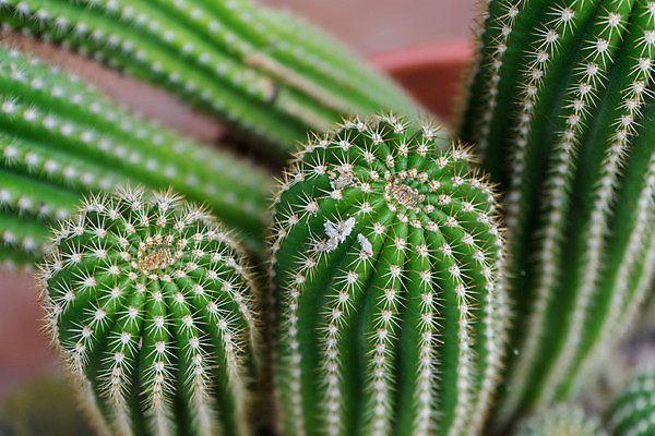 포토 JPG 해외이미지 식물 백그라운드 잎 자연 선인장 사람없음 야외 장식 초록색 환경 정원 성장 신선 원형 가시 닫기 스파이크 내추럴 열대기후 해외포토 도형 컬러 모션 생태계 파일형식 이미지허브