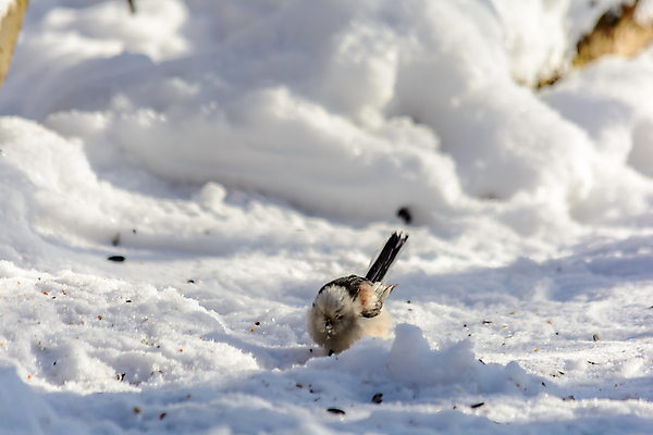포토 JPG 해외이미지 동물 계절 공원 야생동물 음식 빵 백그라운드 겨울 날개 자연 조류 날씨 씨앗 사람없음 야외 햇빛 태양 뷰티 크래커 환경 정원 맑음 냉동 추위 숲 먹이 낟알 깃털 꼬리 서리 부리 내추럴 동물상 수수 수유 제설기 눈내림 해외포토 자연요소 식물 공공시설 눈_날씨 조형물 쿠키 생태계 제설 파일형식 이미지허브