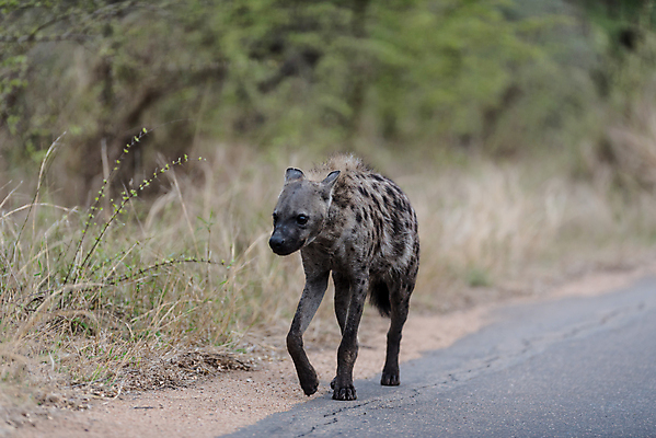 포토 JPG 해외이미지 동물 응시 공원 얼굴 야생동물 신체 포유류 아프리카 자연 국립공원 사람없음 갈색 힘 점 위험 큼 사파리 질감 사냥 냄새 육식동물 갈기 사냥꾼 주둥이 내추럴 잠비아 총구 못생김 해외포토 직업 시선 공공시설 나라 컬러 컨셉 신체부위 크기 생태계 파일형식 이미지허브