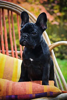 포토 JPG 해외이미지 주간 공원 새끼 의자 앉기 사람없음 야외 반려동물 개 강아지 불독 해외포토 자연요소 동물 공공시설 가구 포유류 모션 파일형식 이미지허브