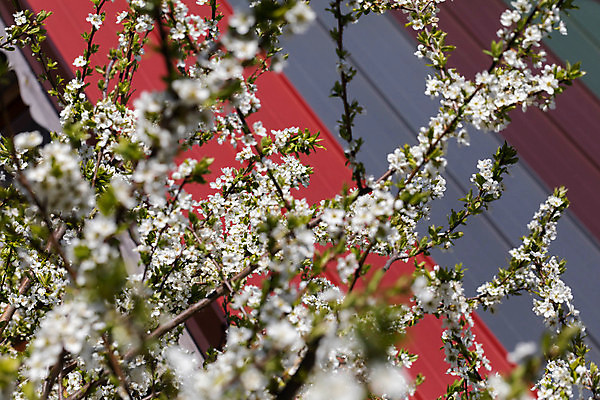 포토 JPG 해외이미지 식물 계절 꽃 농업 자연 벽지 하늘 사람없음 야외 파란색 정원 봄 활발 흰색 나뭇가지 개화 티켓 얽힘 과수원 4월 순환 식물원 꽃가루 꿀 리듬 현상 회복 흥미 해외포토 나무 산업 컬러 컨셉 모션 날짜 가루 생태계 파일형식 이미지허브