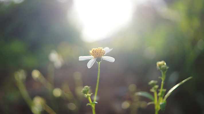 포토 JPG 해외이미지 식물 계절 꽃잎 꽃 백그라운드 잎 밭 자연 풍경 사람없음 야외 초록색 여름 빛 컬러풀 뷰티 농장 노란색 환경 정원 침묵 일몰 봄 성장 벚꽃 흰색 시골 신선 선택 데이지 내추럴 꽃수술 수레국화 캐모마일 해외포토 컬러 컨셉 농업 노을 소리 허브 생태계 파일형식 이미지허브