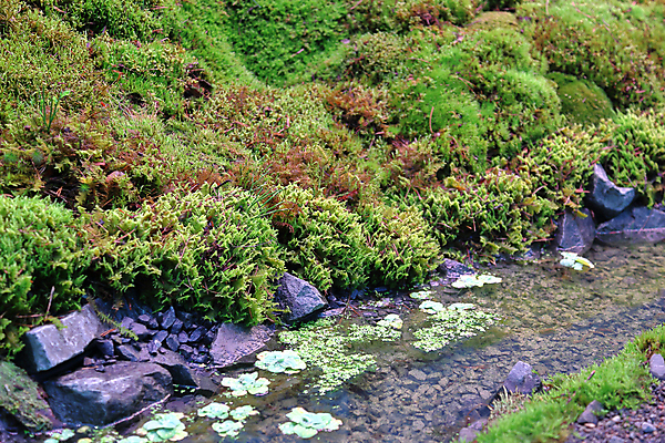 포토 JPG 해외이미지 식물 디자인 백그라운드 자연 아이디어 이끼 사람없음 장식 초록색 컬러풀 정원 닫기 에코 내추럴 뒤뜰 해외포토 컬러 컨셉 모션 환경 생태계 파일형식 이미지허브