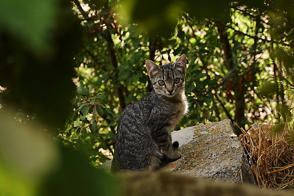 포토 JPG 해외이미지 나무 동물 야생동물 자연 사람없음 야외 초록색 고양이 숲 내추럴 동물상 해외포토 식물 컬러 포유류 반려동물 조형물 생태계 파일형식 이미지허브